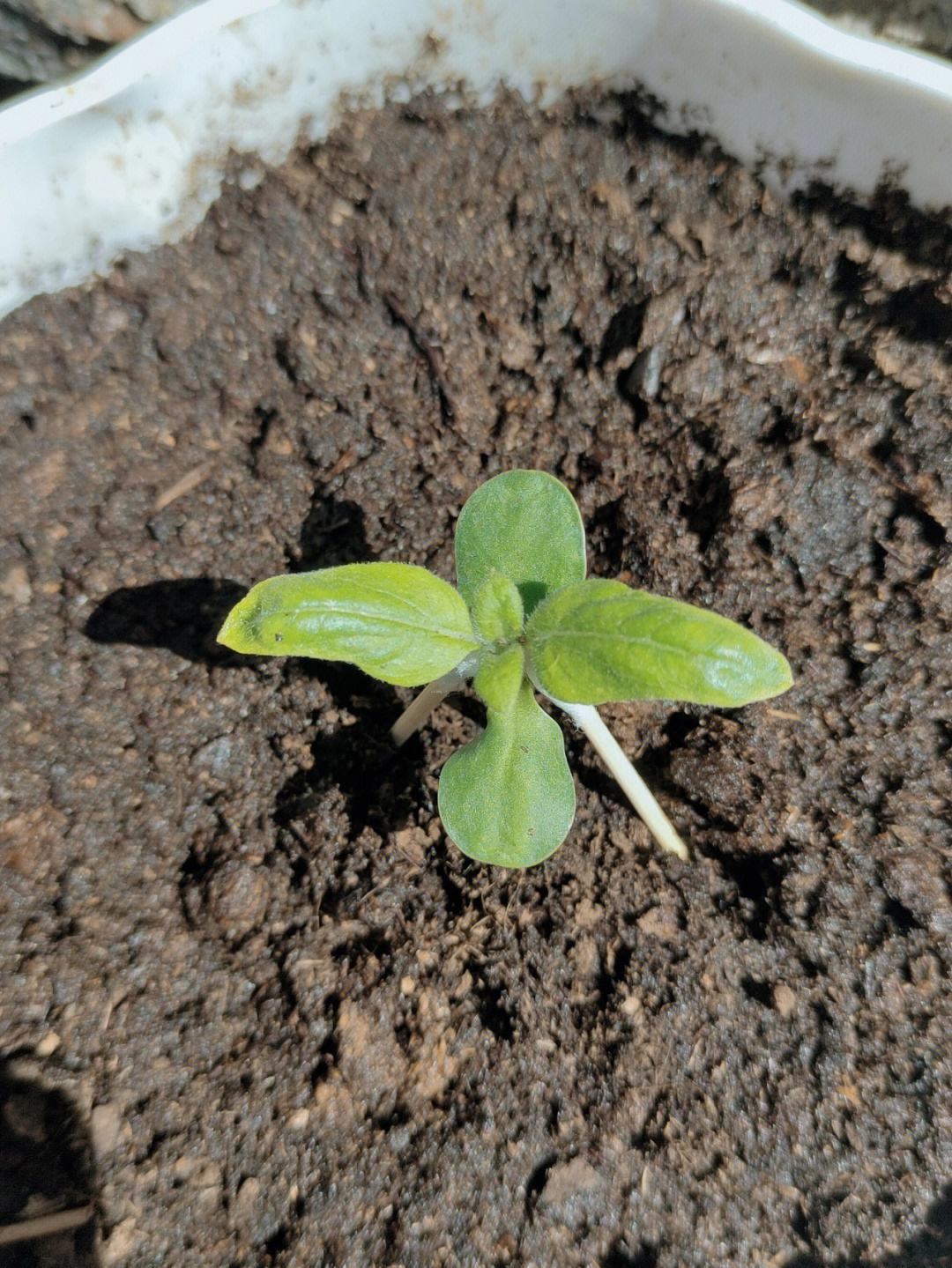 矮种向日葵情人节图片