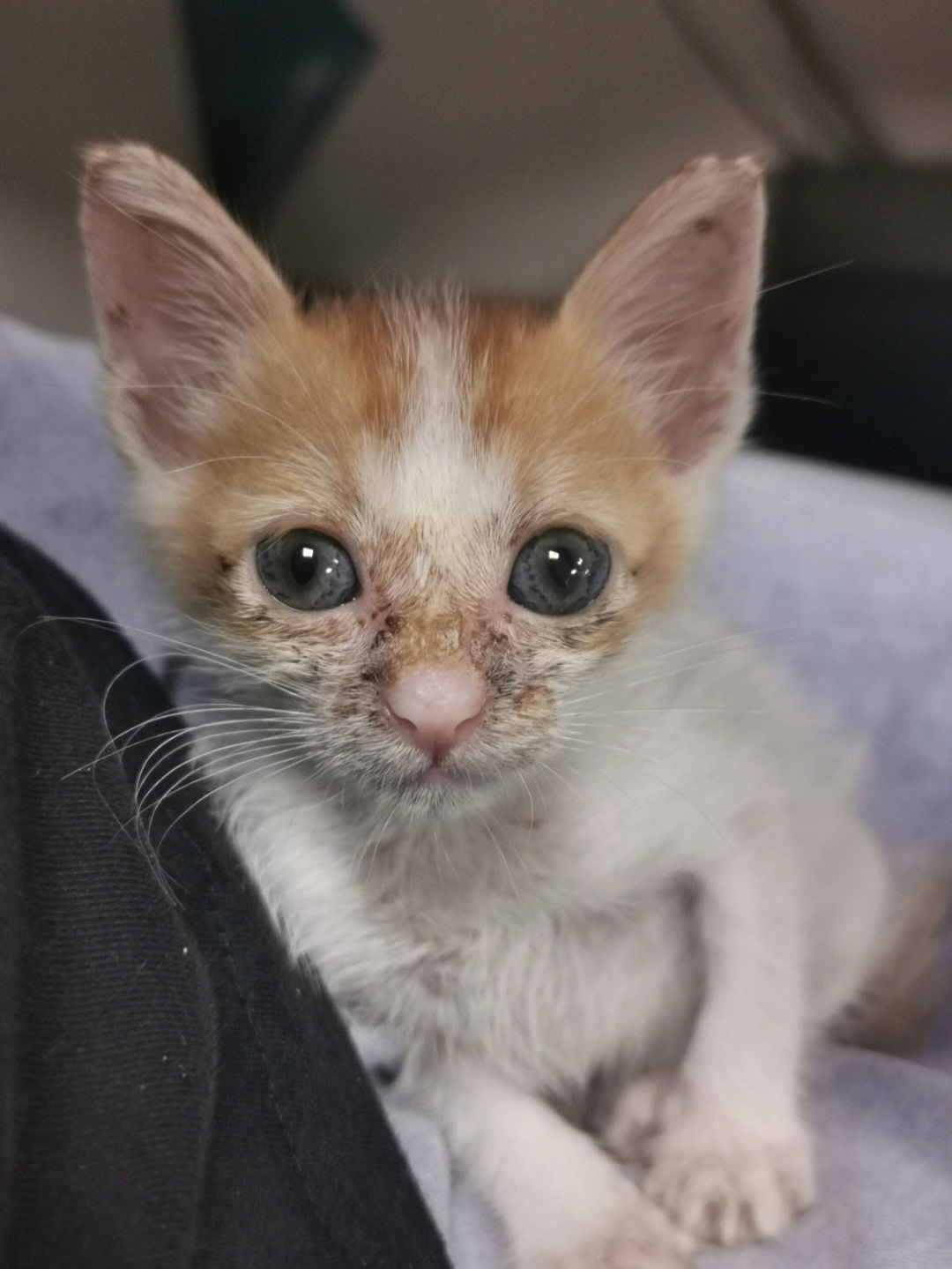 脏脏的小猫图片卡通图片