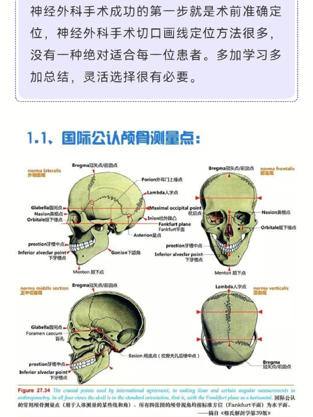 脑组织解剖结构的体表投影