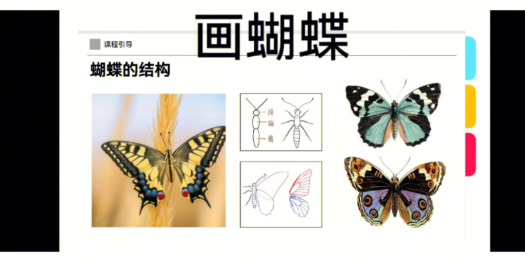 蝴蝶结构分析图片