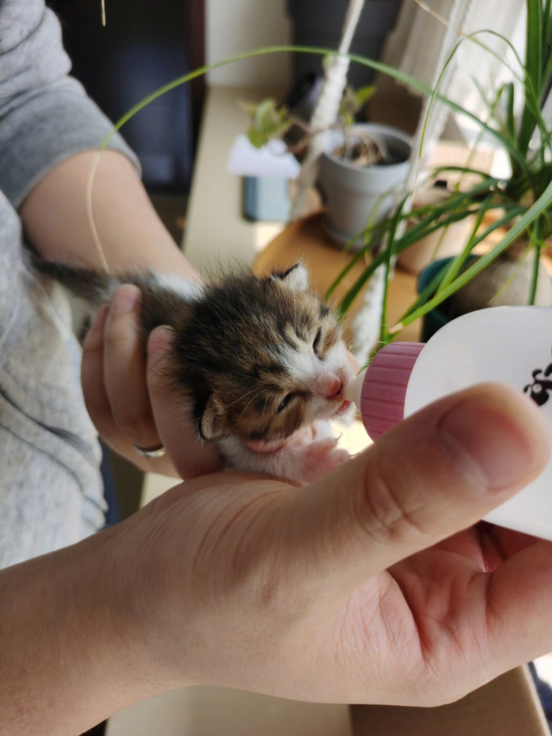 小奶猫酥柚图片