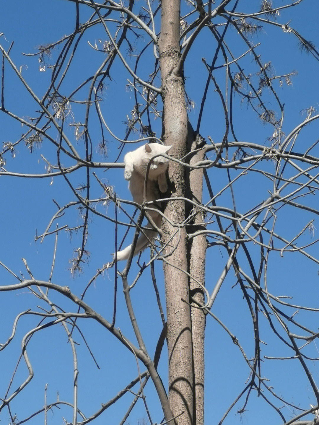 上树的猫