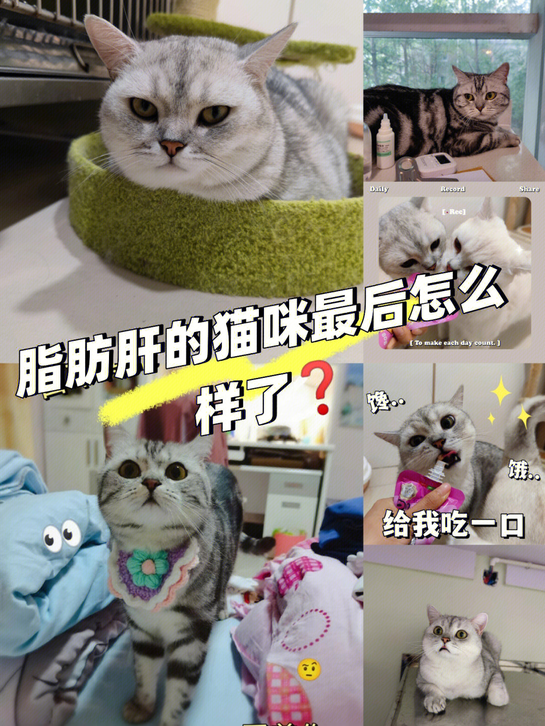 脂肪肝的猫咪最后怎么样