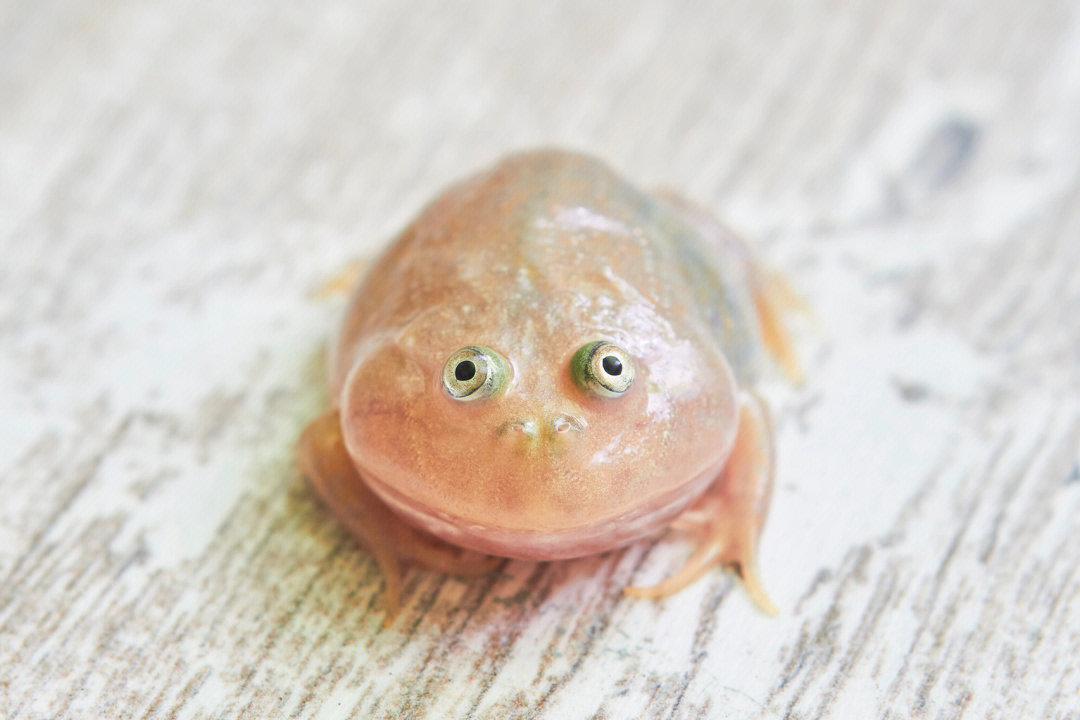 小丑蛙budgettfrog