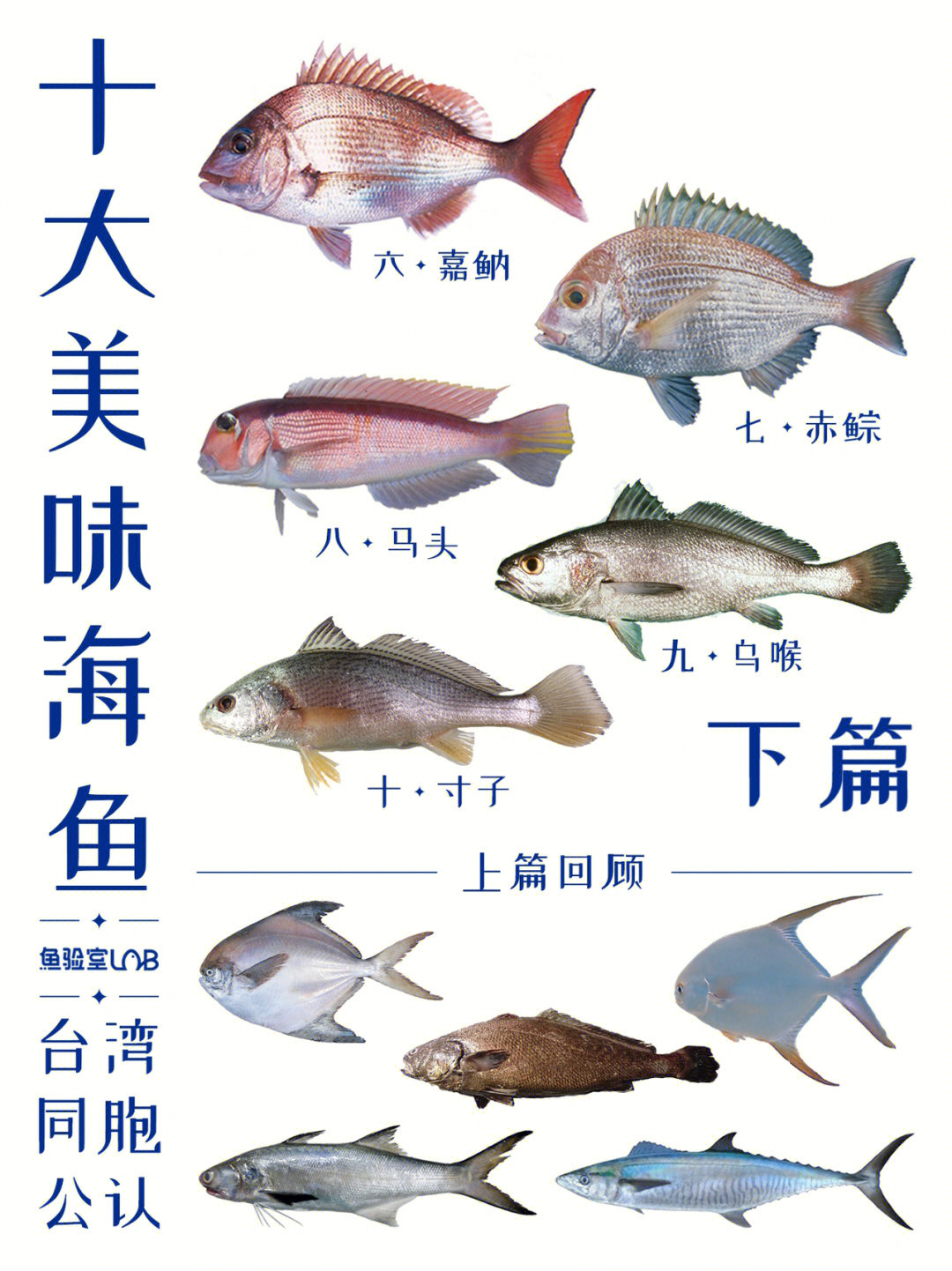 海鱼的种类 食用图片