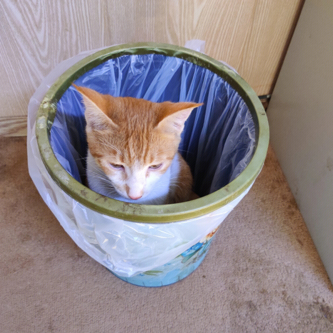 垃圾桶长猫