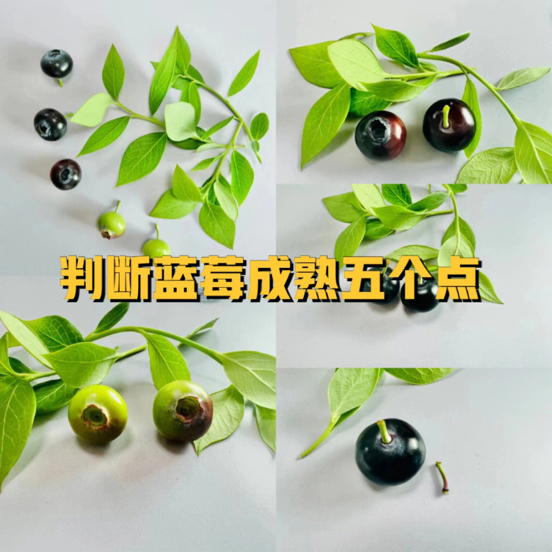 黑珍珠蓝莓需冷量图片