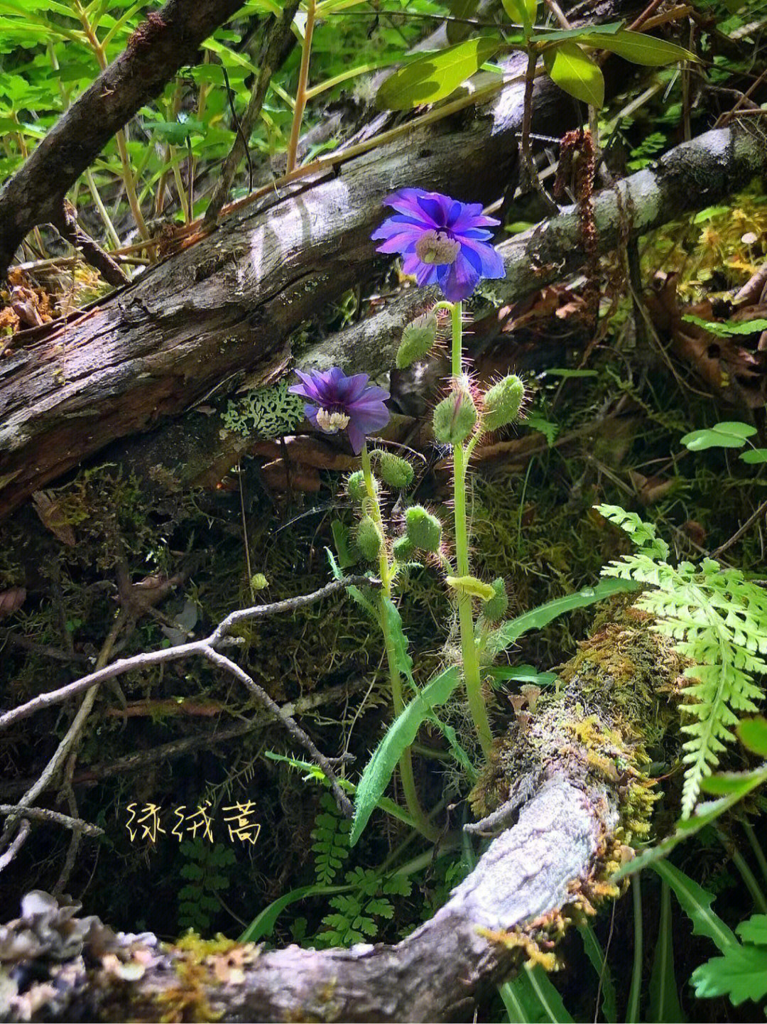 高山植物