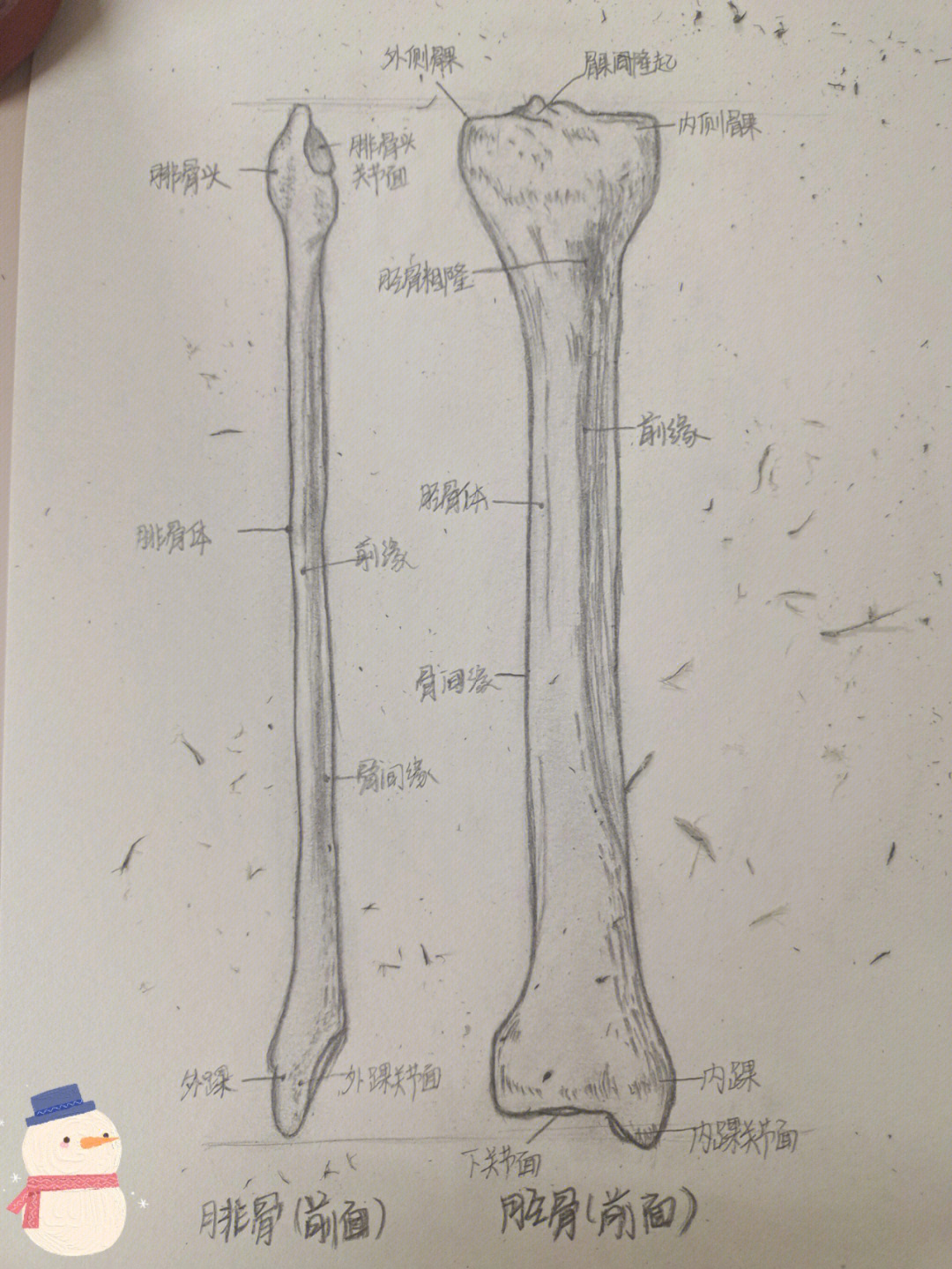尺骨桡骨解剖图手绘图图片