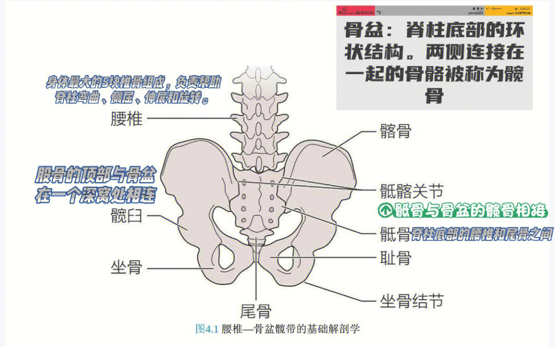 腰胯部位分布图图片