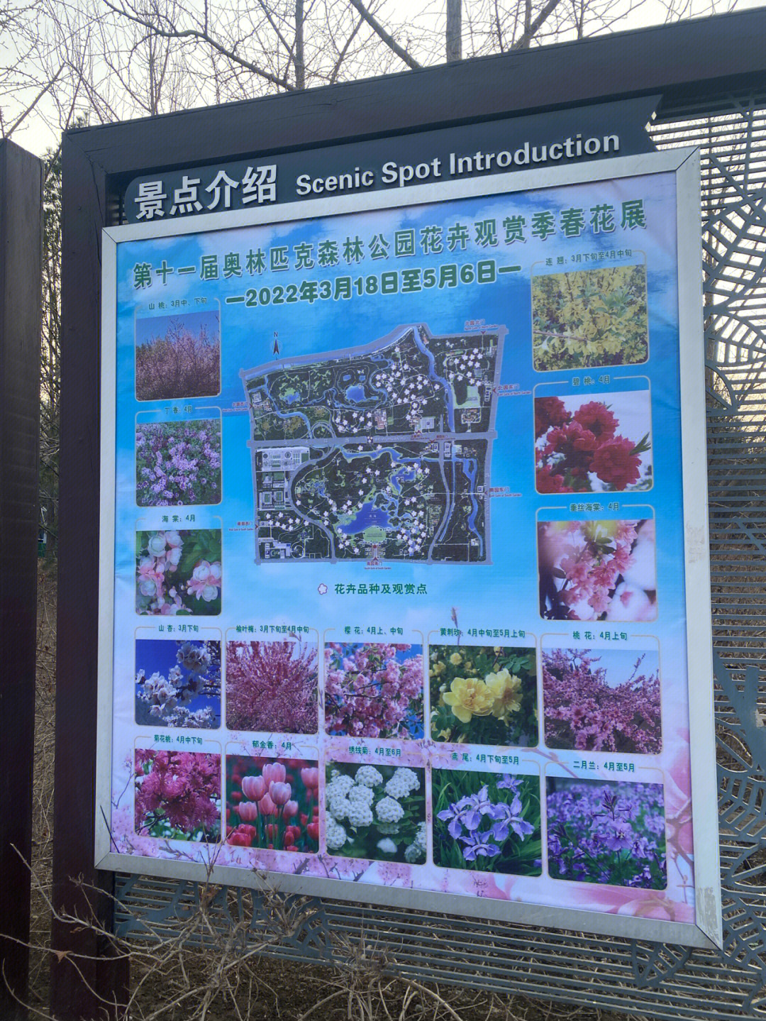 北京奥森赏花