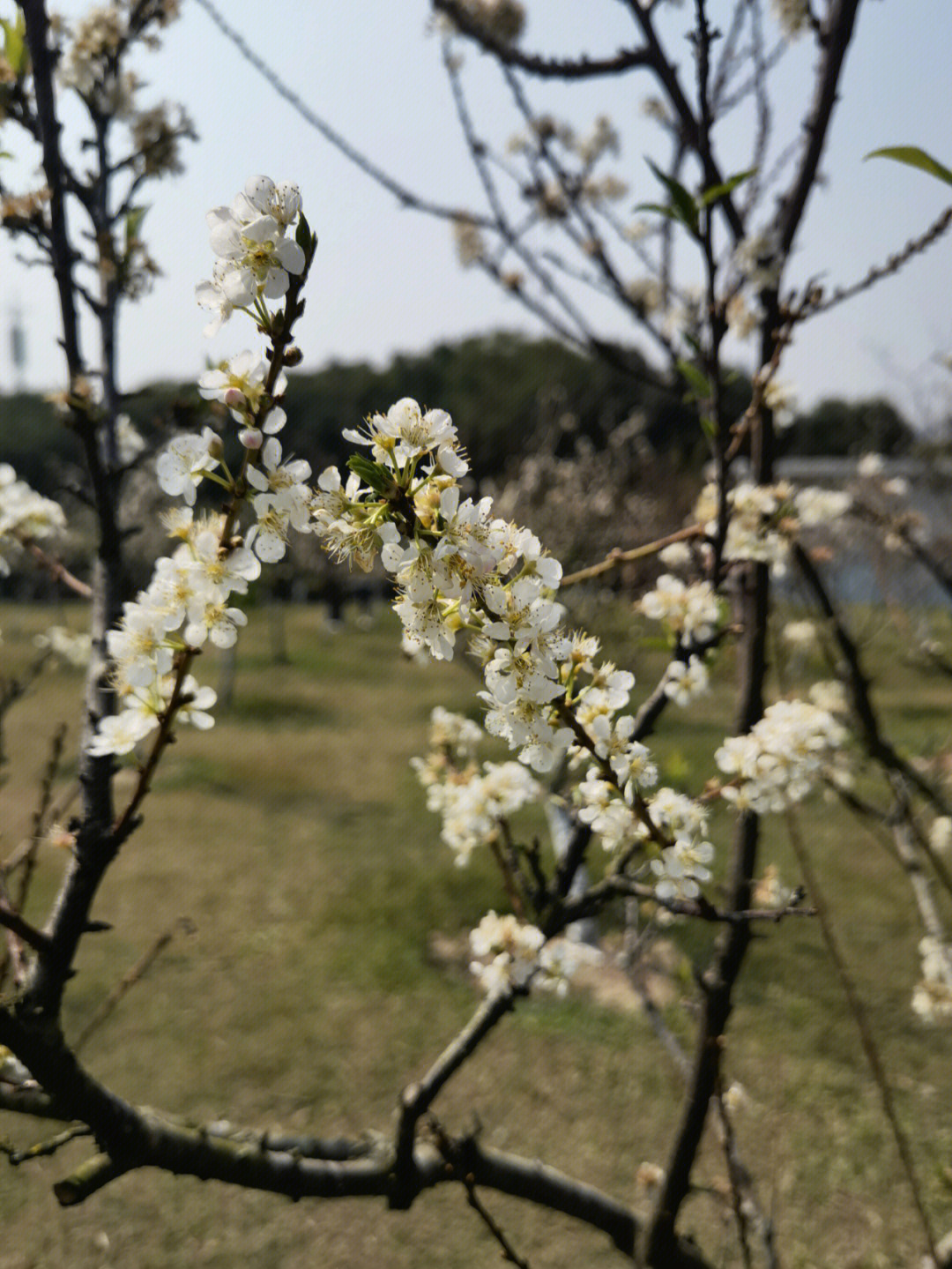 二月李花图片