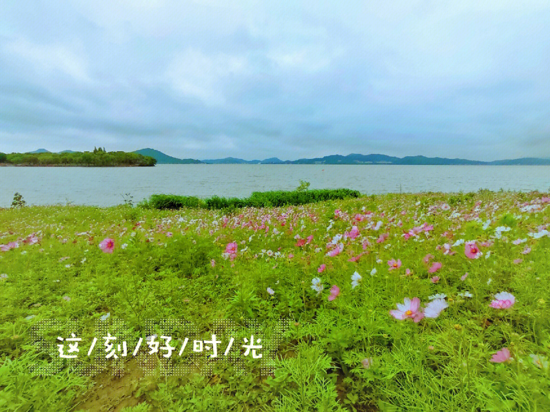 宁波东钱湖花海图片