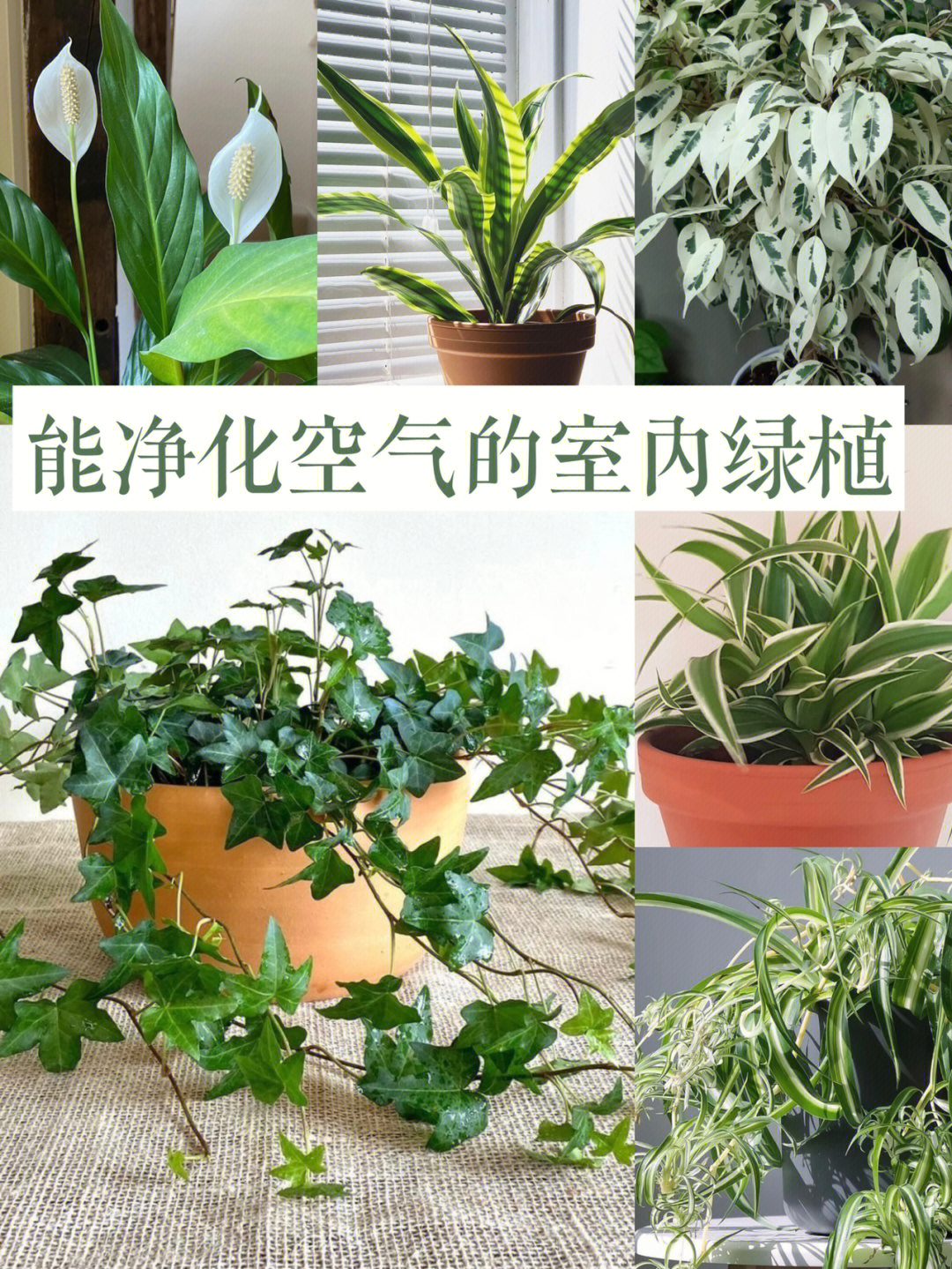 了家居实用绿植来了00一些常见的室内植物可以过滤空气中的有毒物质