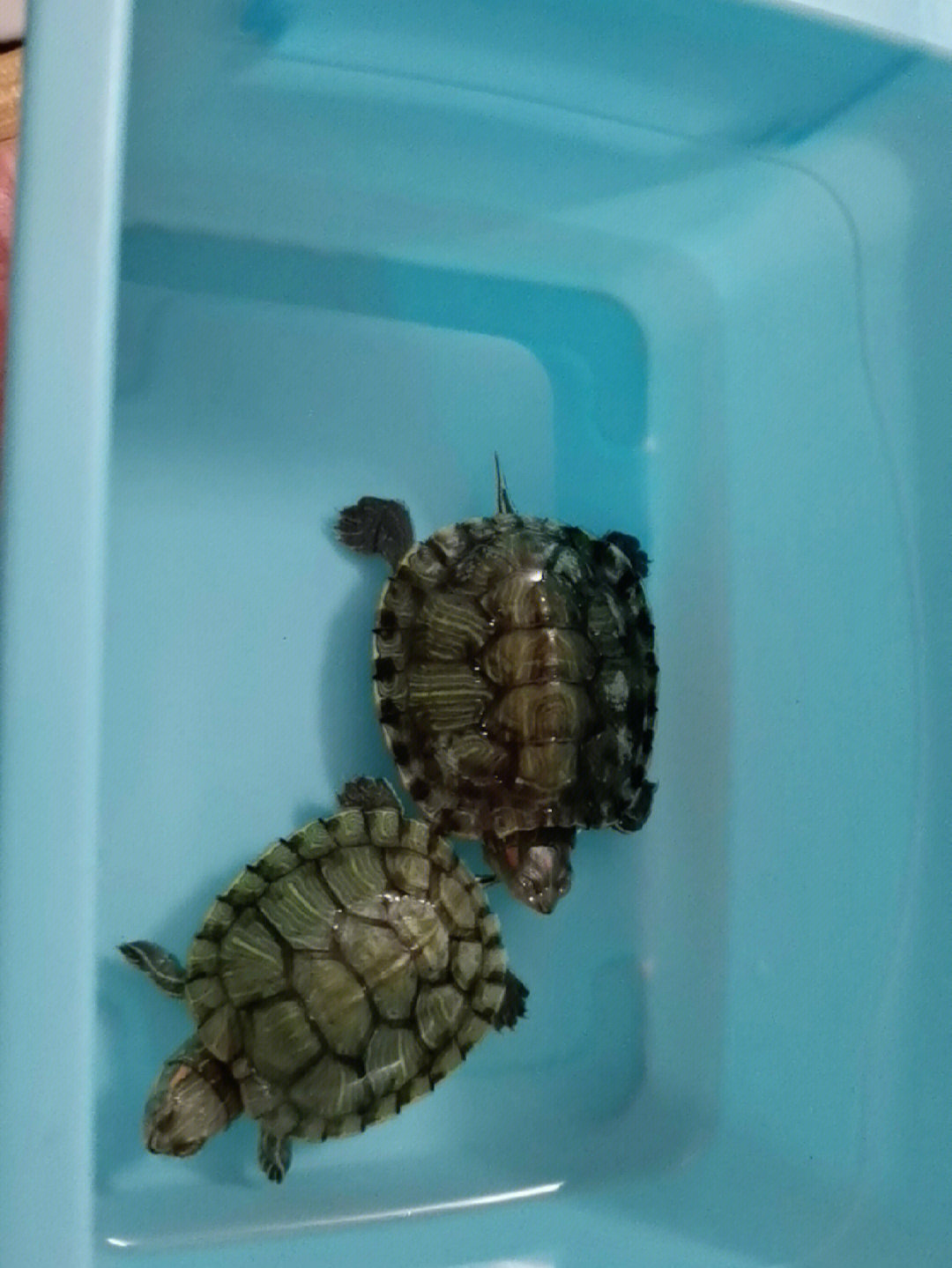 我好怕冬眠着乌龟死了我都不知道两个巴西龟第一次冬眠,本来是用土