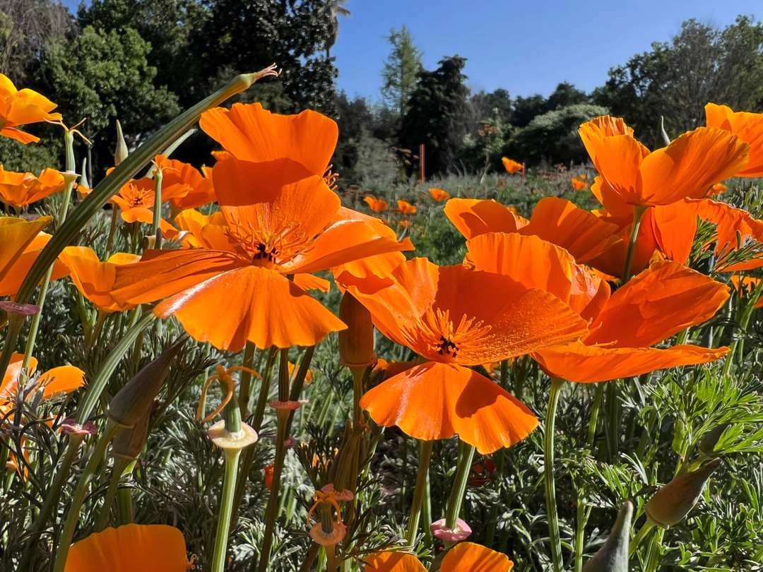加州罂粟花语图片