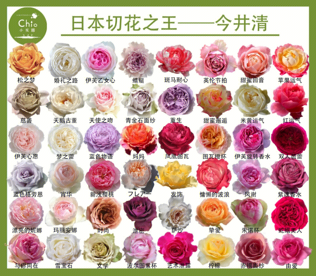 月季花品种名字大全图片