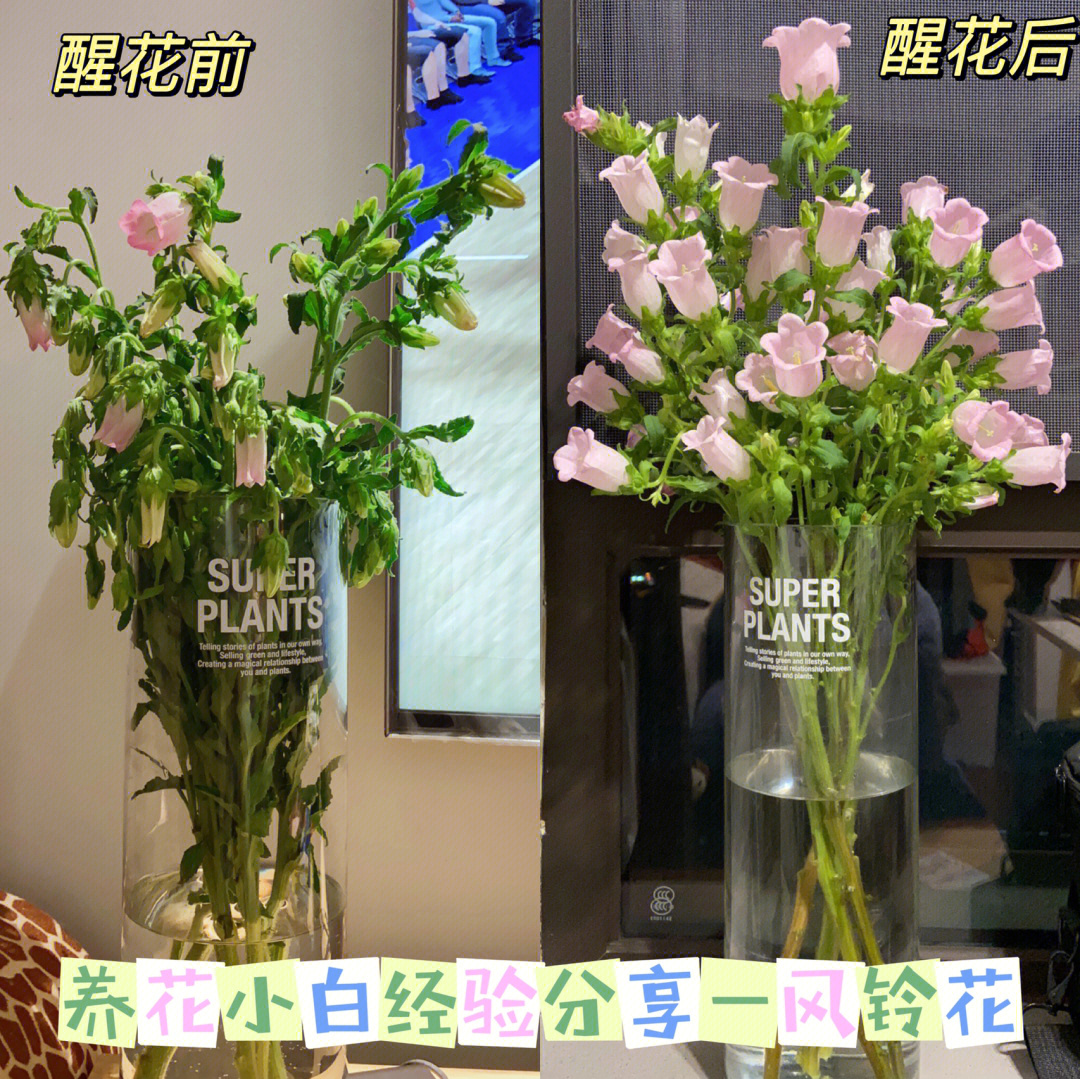 风铃花醒花步骤图片