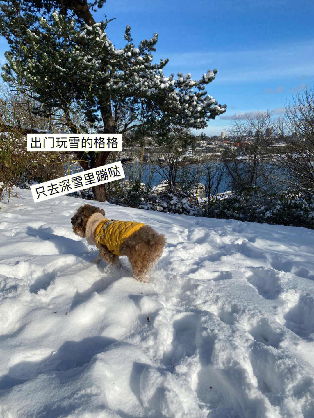 格格与西雅图的雪变身爷爷狗