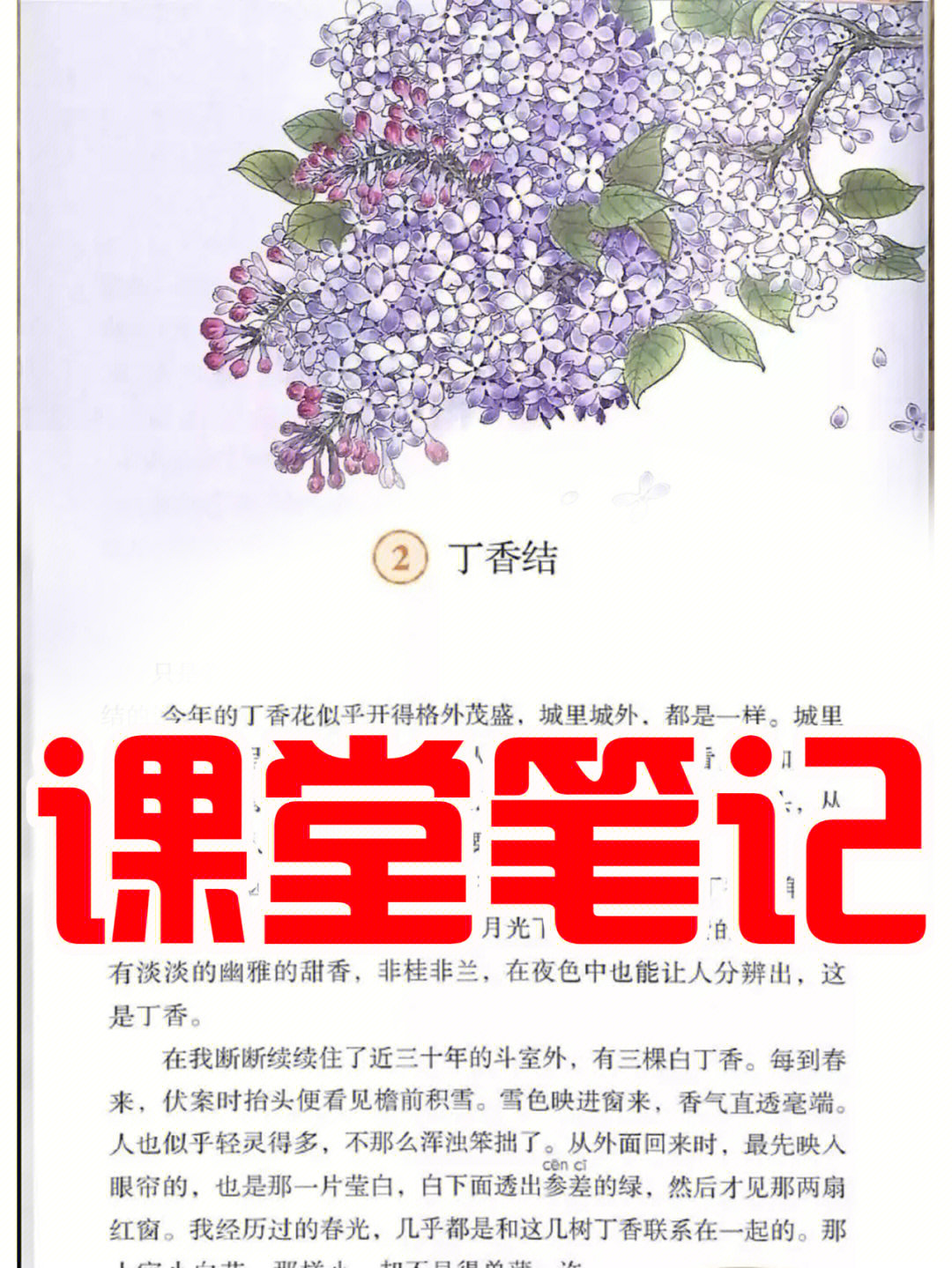 丁香节手抄报图片大全图片