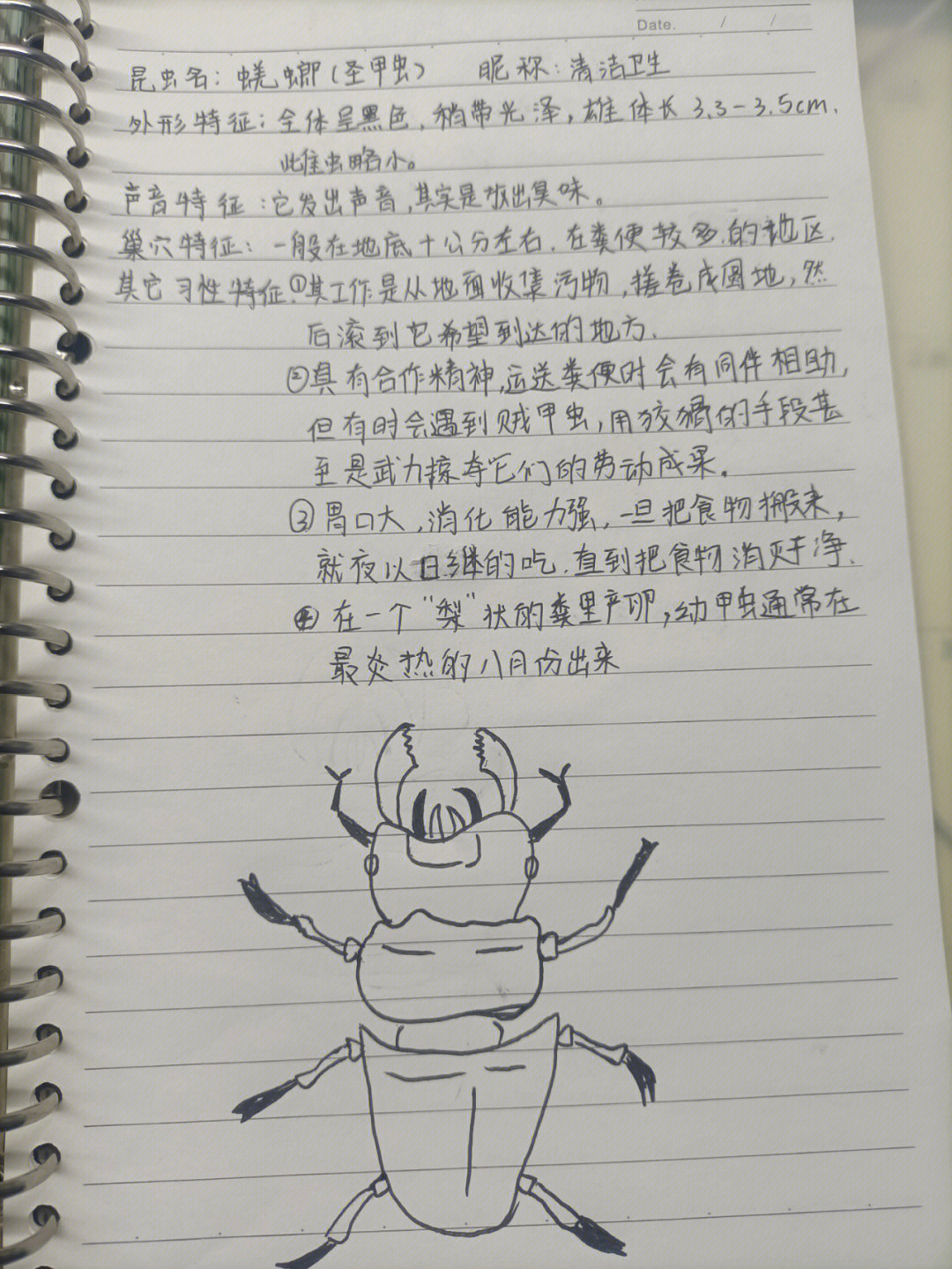 昆虫记圣甲虫读书笔记图片