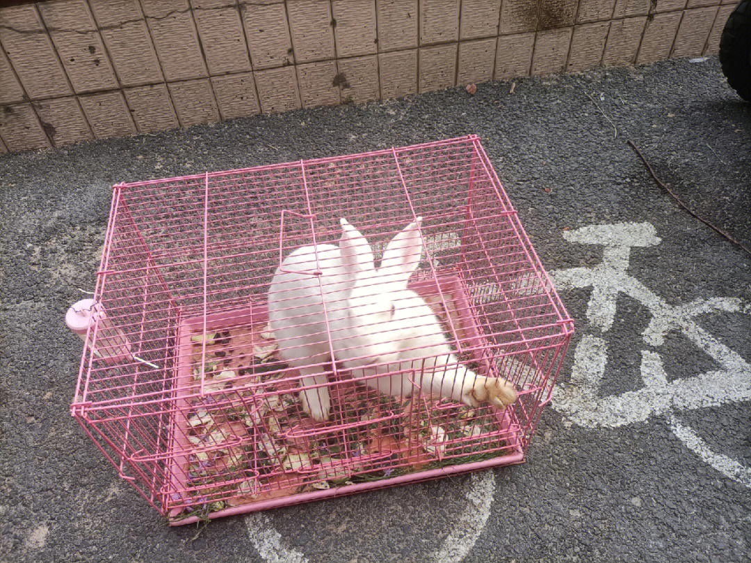 休闲街区兔子图片