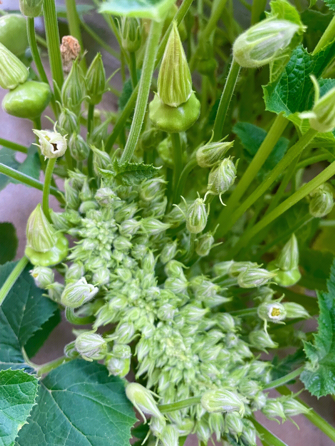 从周边开始慢慢开花了,分化出许多雄花雌花来