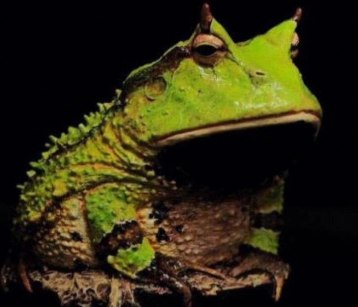 那么蛙类中最为特别的角蛙寿命又有多少年呢?