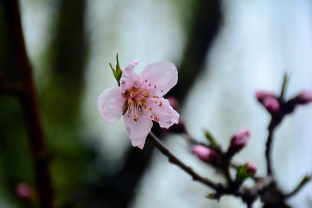 春雨过后