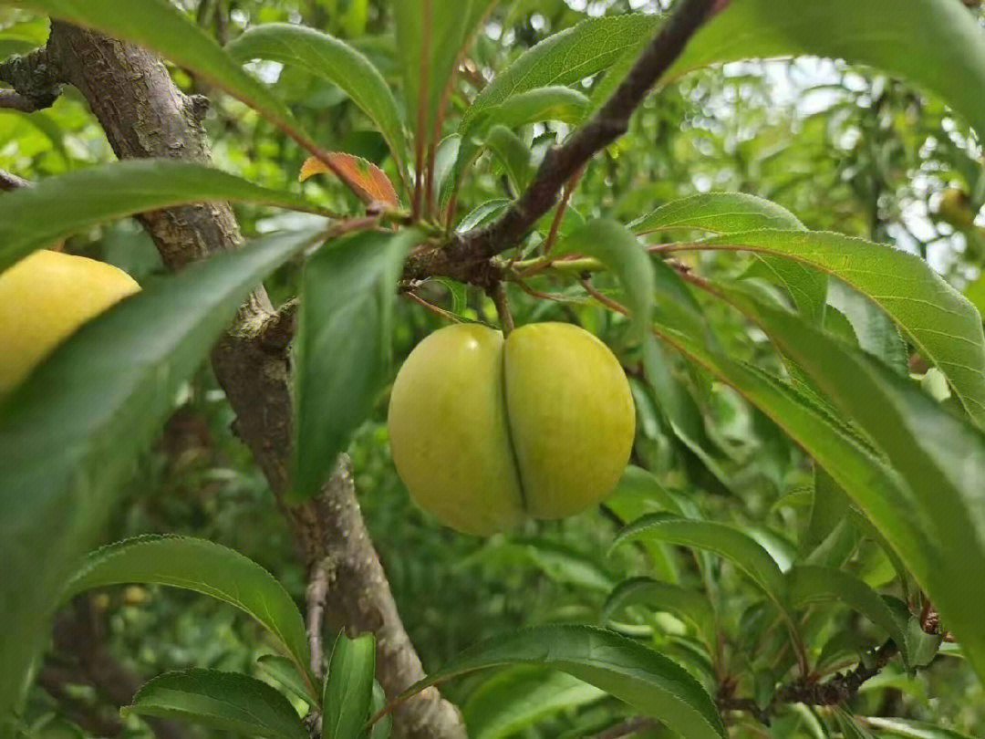 蜂糖李挂果图片图片