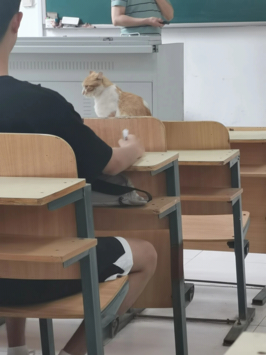 猫猫学长进课堂