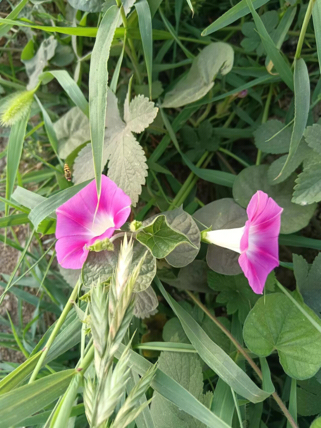 牵牛花的药用价值图片