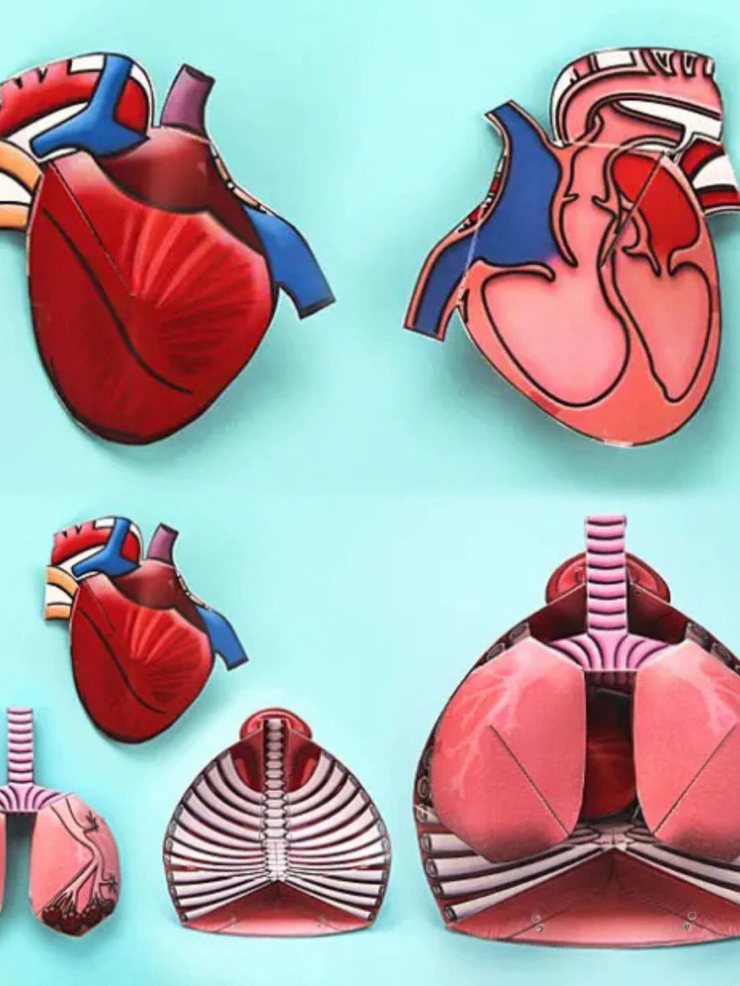 心脏模型手工制作步骤图片