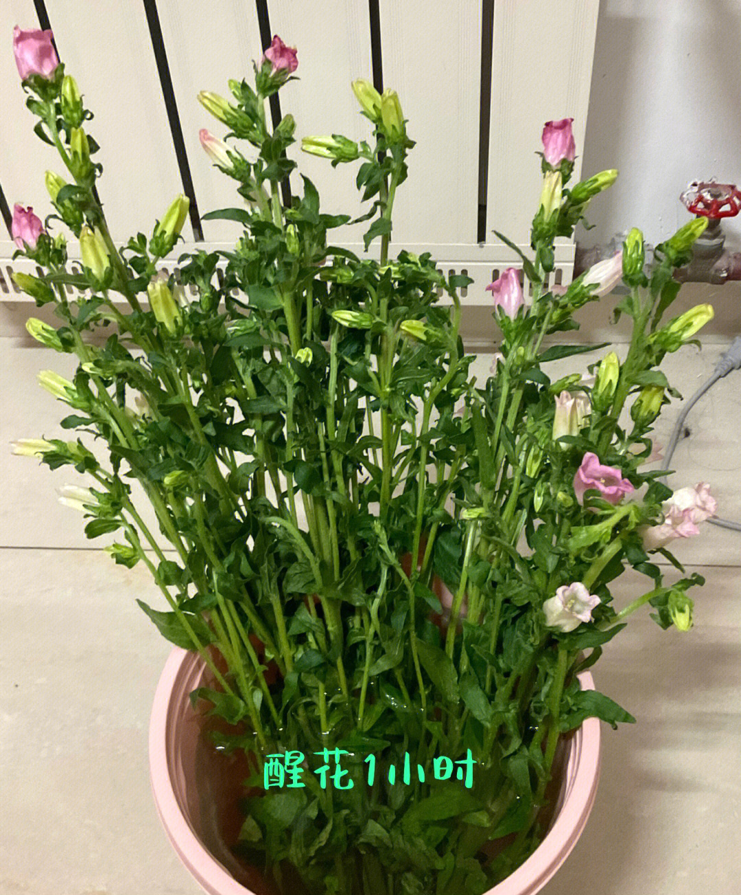 风铃醒花方法图片