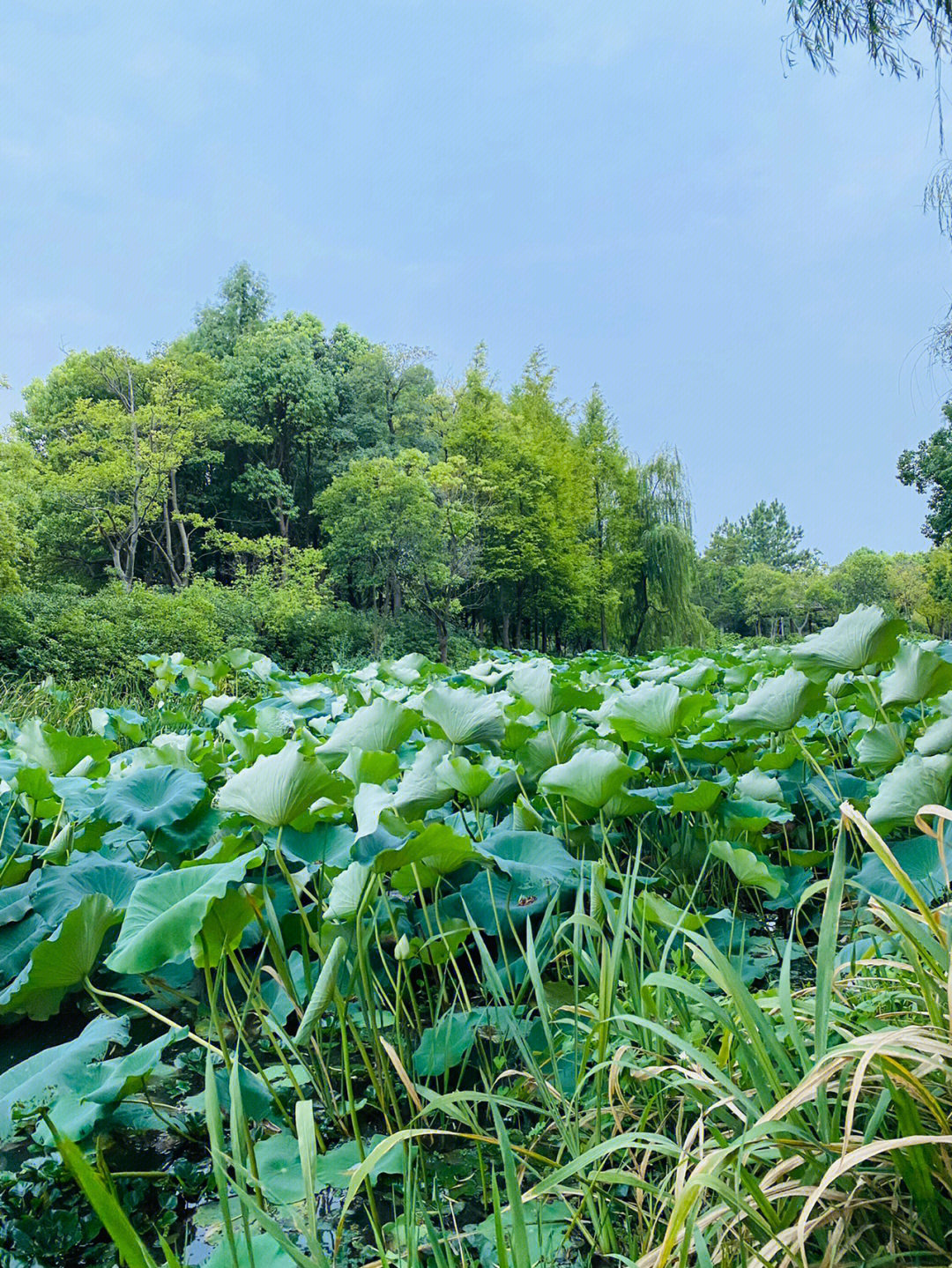 尚贤河湿地公园游记图片