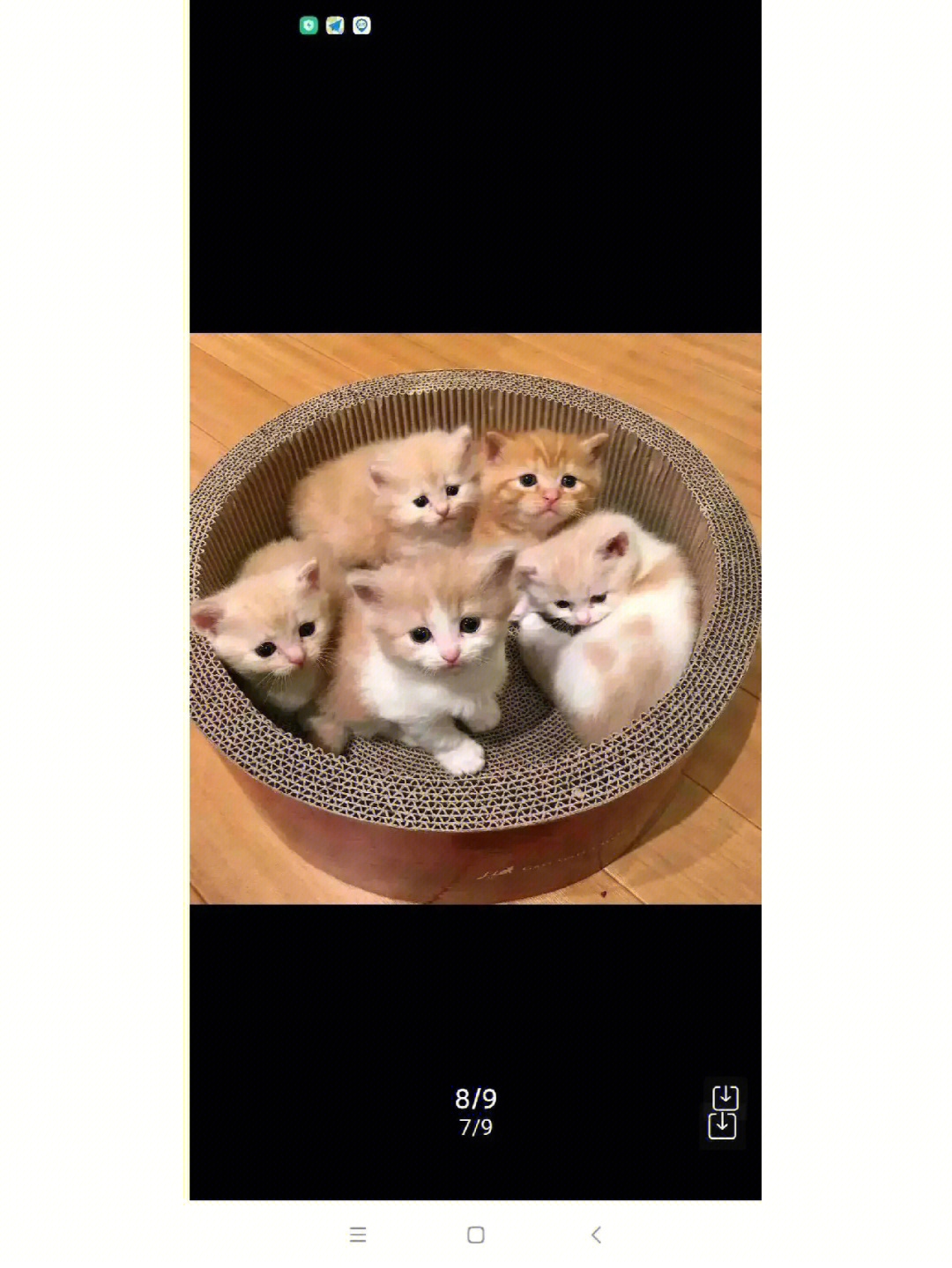 皮卡丘里面的猫图片