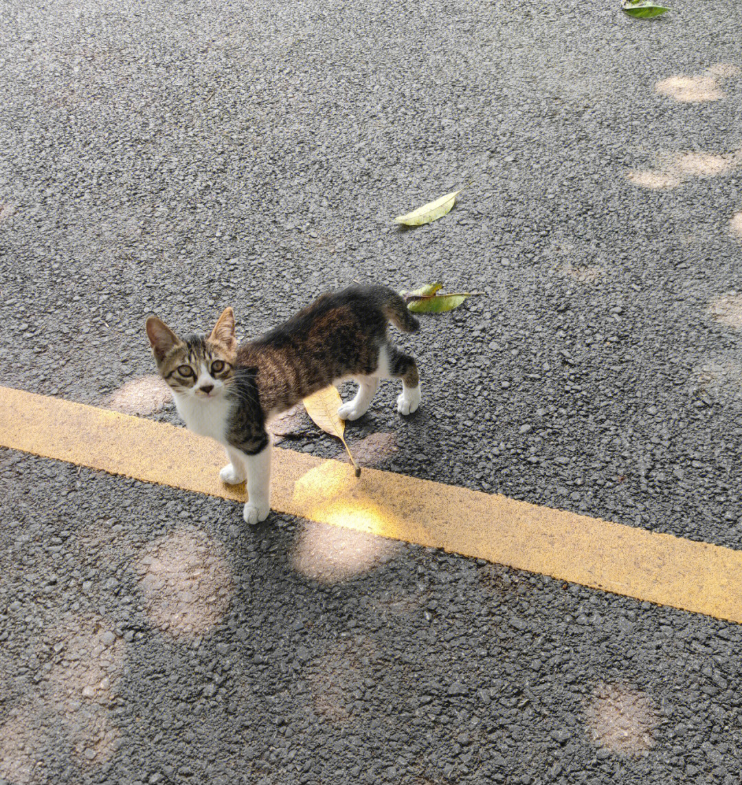 嗨小野猫们