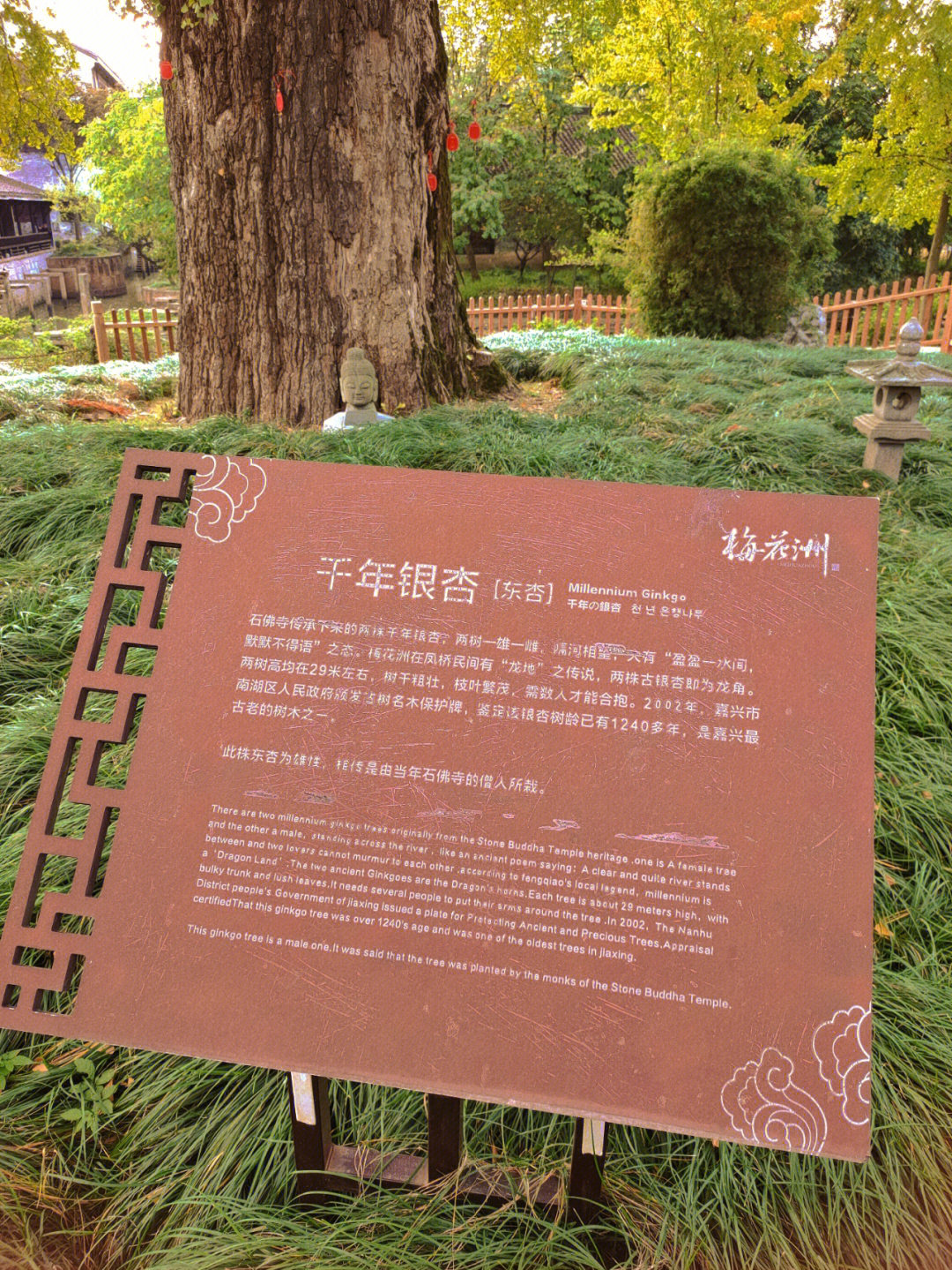 临泉千年银杏树传说图片