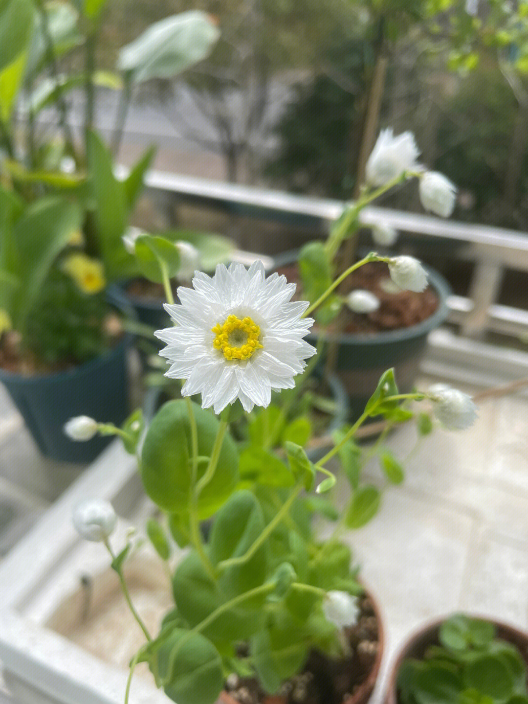 鲁丹鸟花的种植方法图片