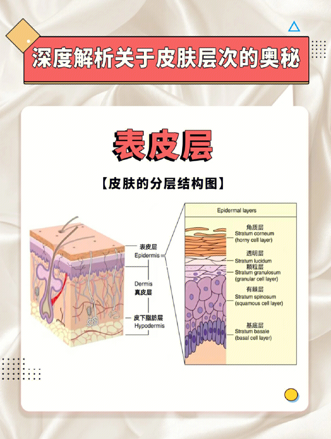 深度解析关于皮肤层次的奥秘表皮
