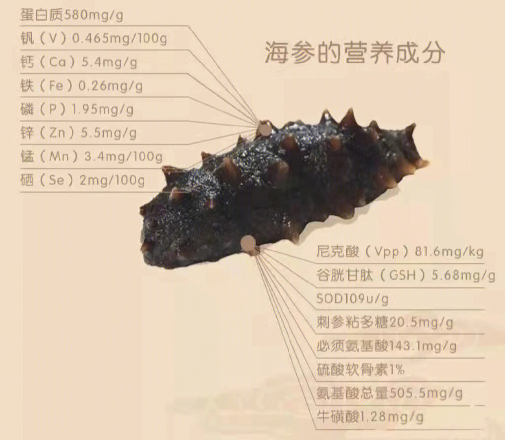 海参内部部位图解图片