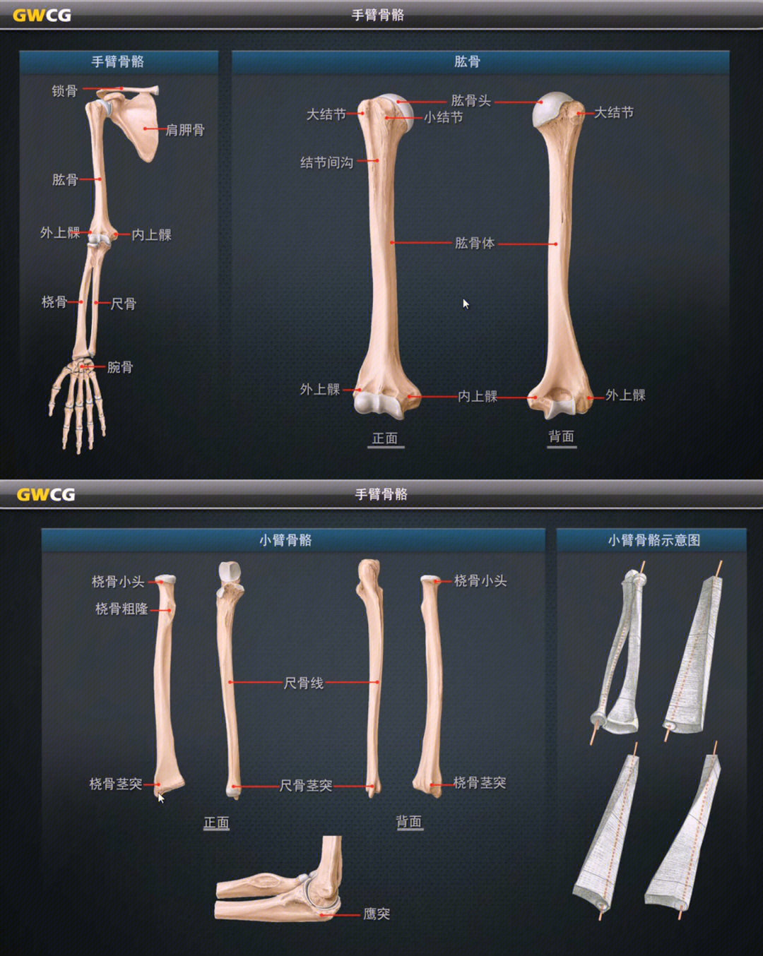 手臂骨骼和肌肉结构