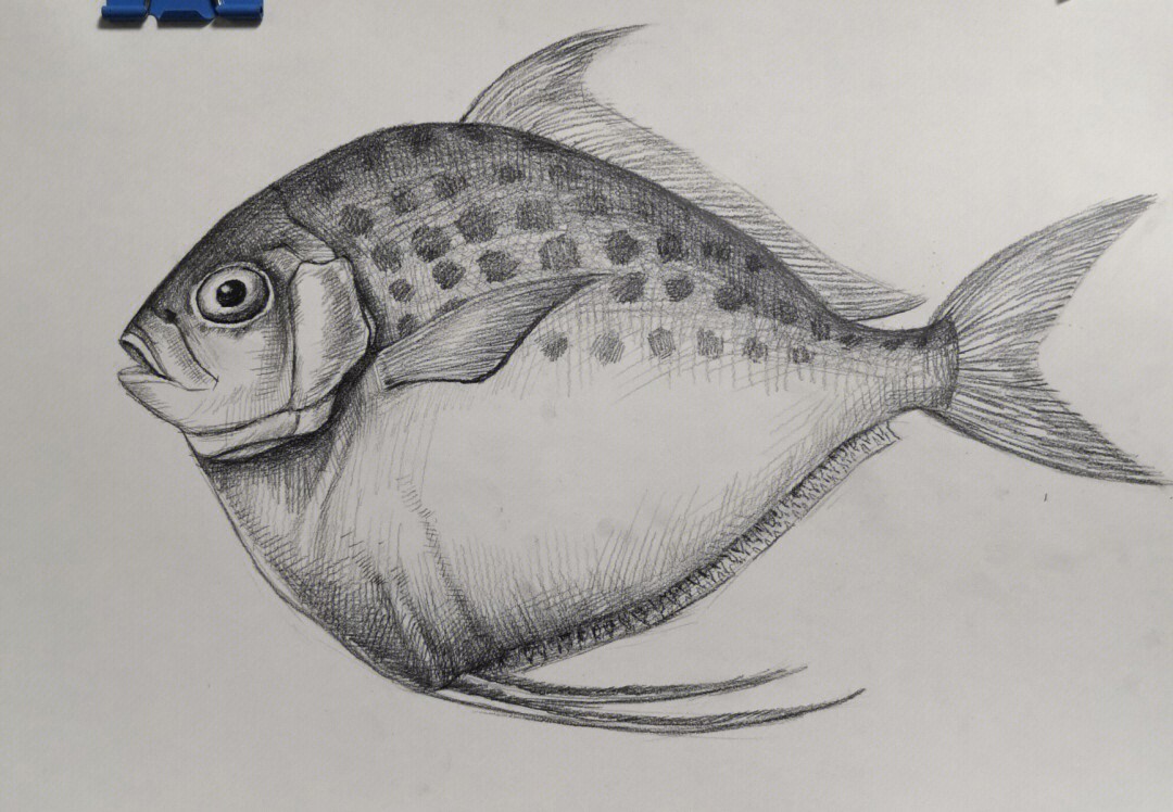 素描画鱼