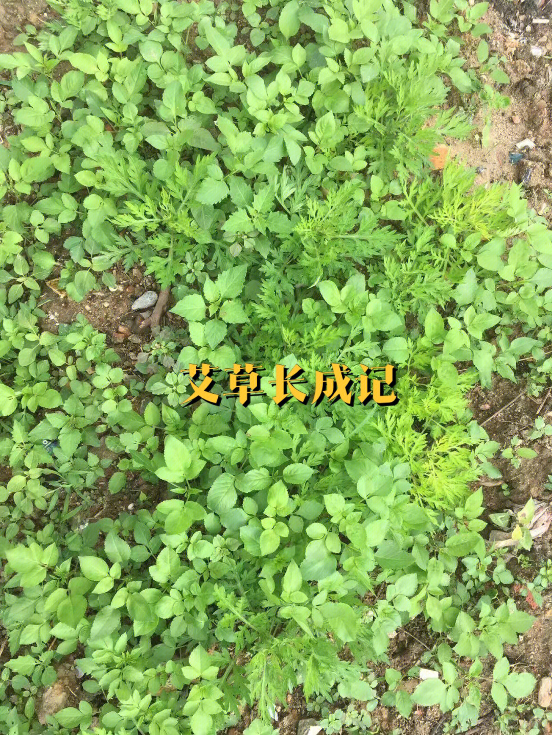 艾草生长过程图片