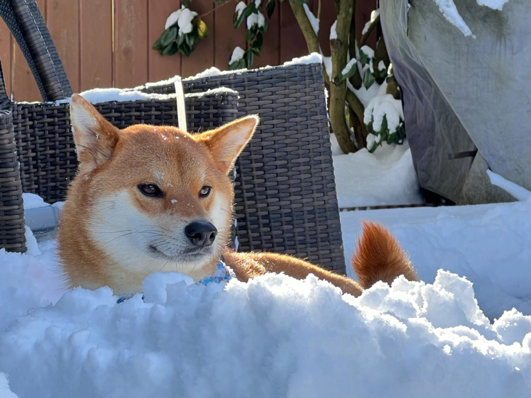 雪地里快乐的猪仔,拥有表情包的快乐#柴犬日常#我家宠物好可爱