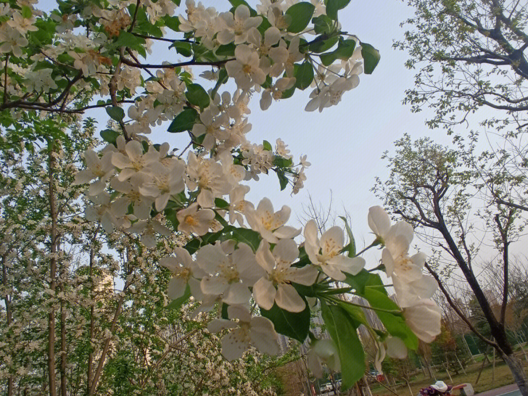 菏泽环城公园图片