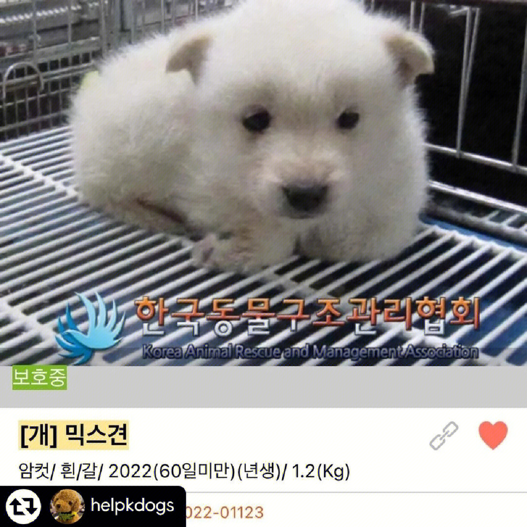 寄养的狗韩国40图片