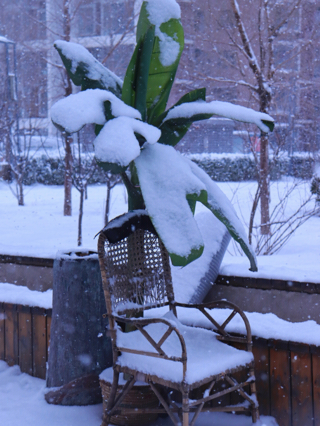 虎年第一场雪76小区里的雪景