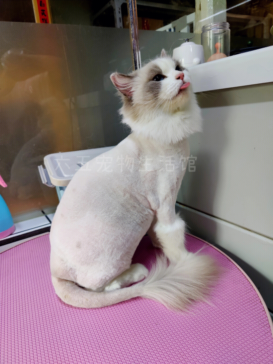 布偶猫修剪毛造型图片