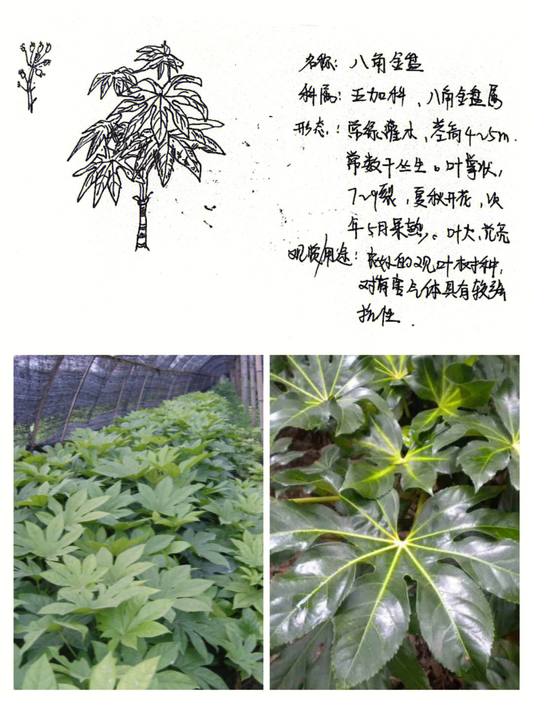 六角金盘植物图片